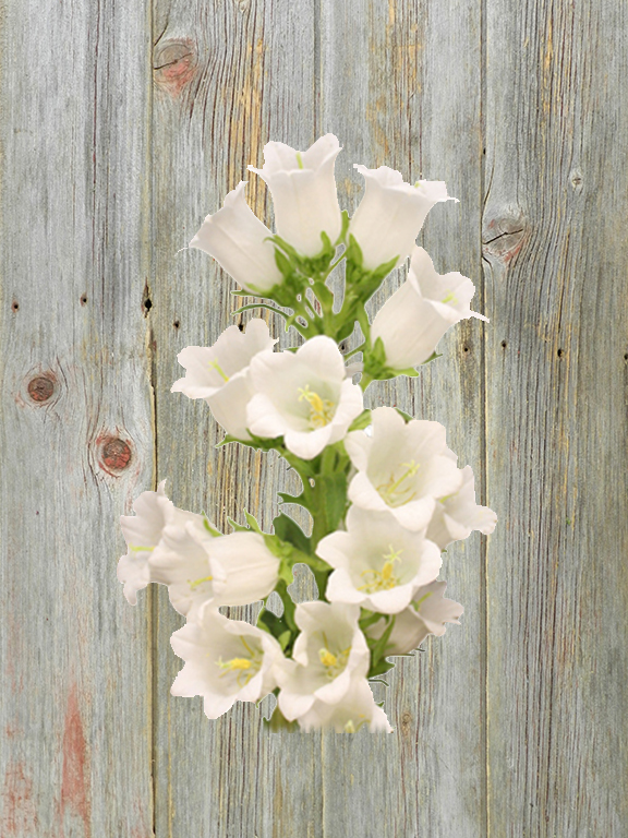 WHITE CAMPANULA
